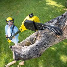 Best Tree Maintenance Programs  in Lewiston, MN