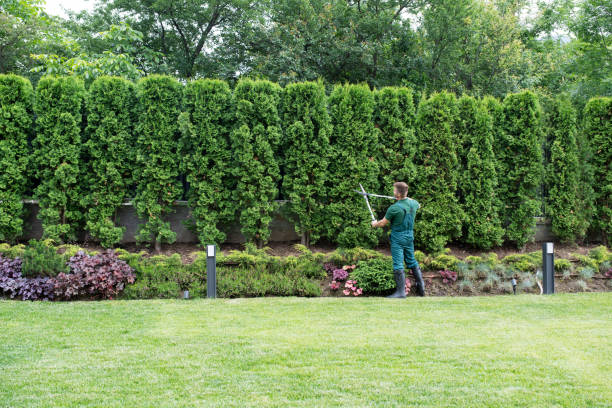 Best Fruit Tree Pruning  in Lewiston, MN