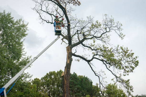 Best Palm Tree Trimming  in Lewiston, MN