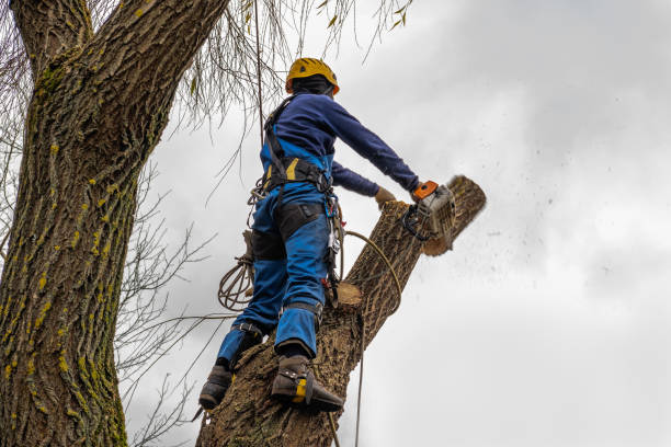 Best Palm Tree Trimming  in Lewiston, MN