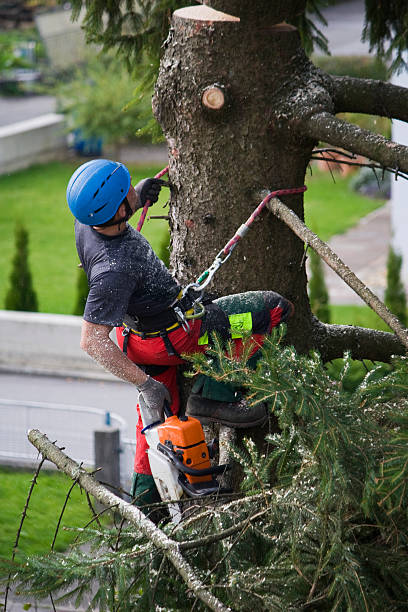 Best Lawn Grading and Leveling  in Lewiston, MN