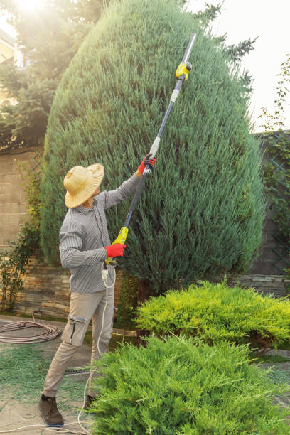 Best Tree Trimming and Pruning  in Lewiston, MN