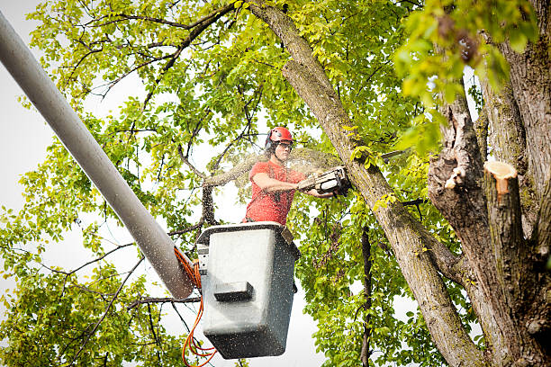 Best Tree Disease Treatment  in Lewiston, MN